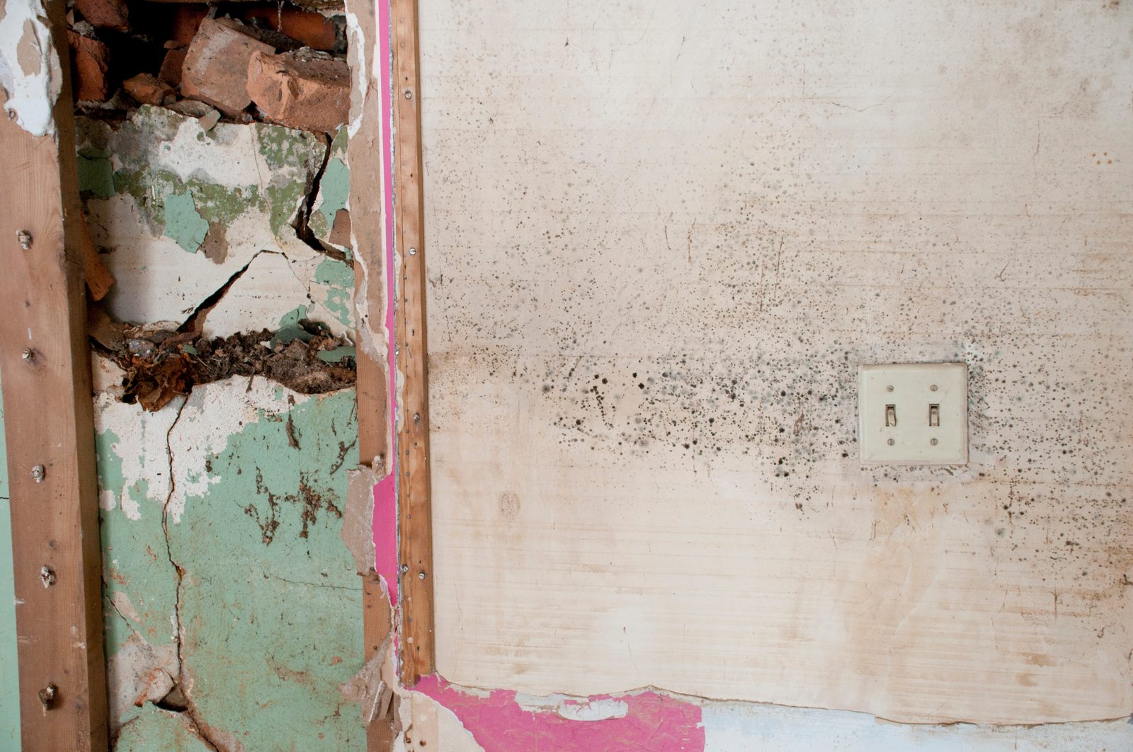 Mold on a plaster wall in Chicago Heights behind peeled wallpaper